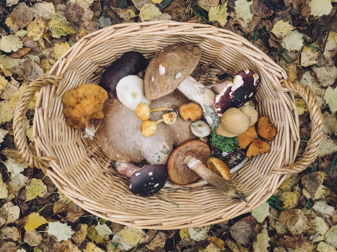 Basket of wild mushrooms and autumn vegetables
